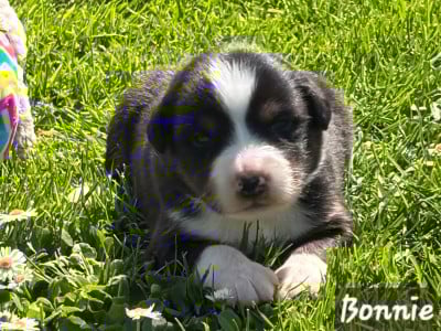Les chiots de Berger Australien