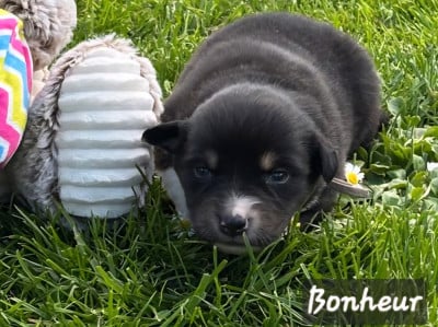 Les chiots de Berger Australien