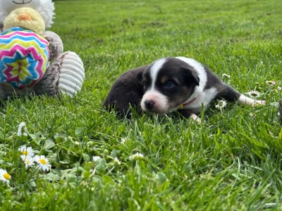 Les chiots de Berger Australien