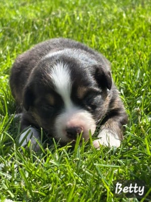 Les chiots de Berger Australien