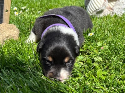 Les chiots de Berger Australien