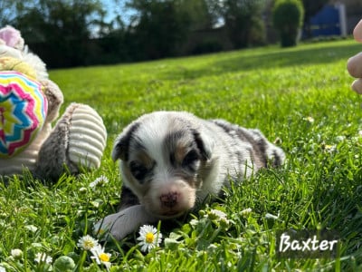 Les chiots de Berger Australien