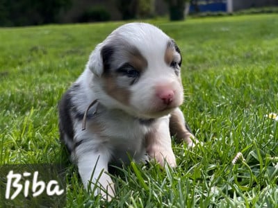 Les chiots de Berger Australien