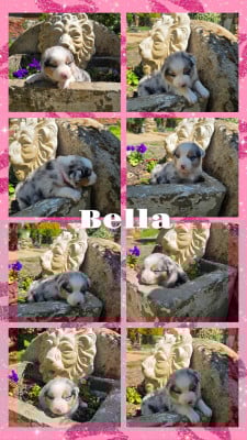 Les chiots de Berger Australien