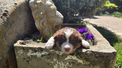 Les chiots de Berger Australien