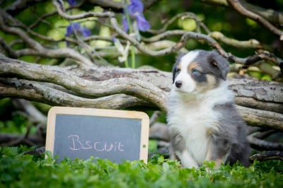 Les chiots de Berger Australien