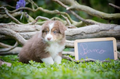 Les chiots de Berger Australien