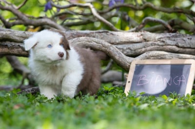 Les chiots de Berger Australien