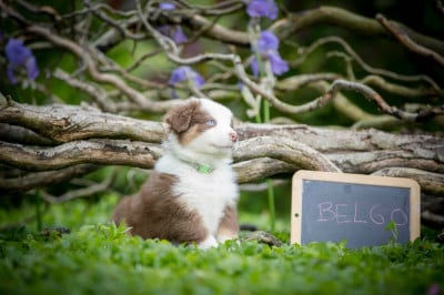 Les chiots de Berger Australien