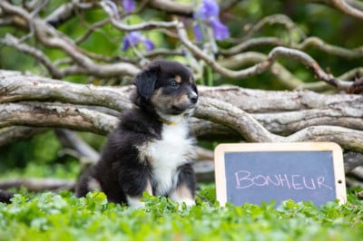 Les chiots de Berger Australien