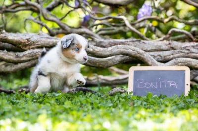Les chiots de Berger Australien
