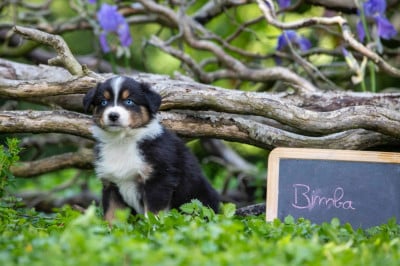 Les chiots de Berger Australien