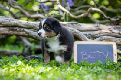 Les chiots de Berger Australien