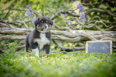 Les chiots de Berger Australien