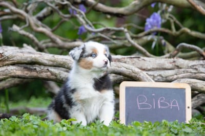 Les chiots de Berger Australien
