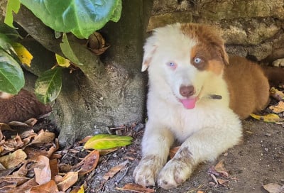 Les chiots de Berger Australien