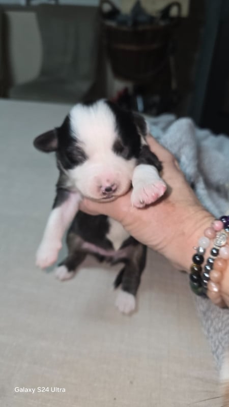 Berger Australien - De L'amour De L'arche de Noëlle