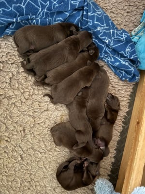 Les chiots de Labrador Retriever