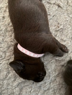 Les chiots de Labrador Retriever