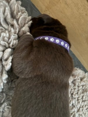 Les chiots de Labrador Retriever