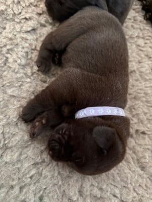 Les chiots de Labrador Retriever