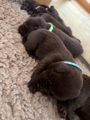 Les chiots de Labrador Retriever