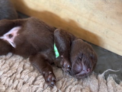 Les chiots de Labrador Retriever