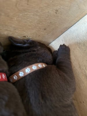 Les chiots de Labrador Retriever