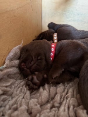 Les chiots de Labrador Retriever