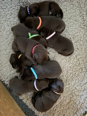 Les chiots de Labrador Retriever