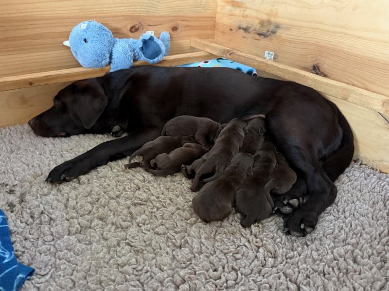 Labrador Retriever - Minich De La Pointe
