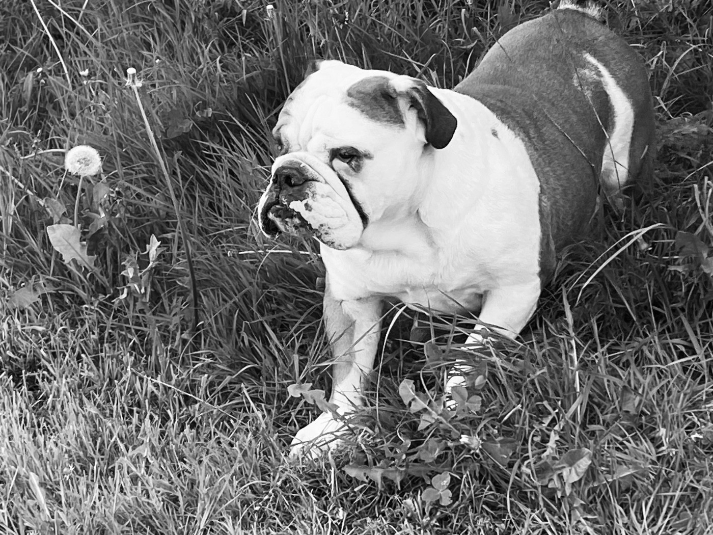 Saphyr de la pepite d'argent