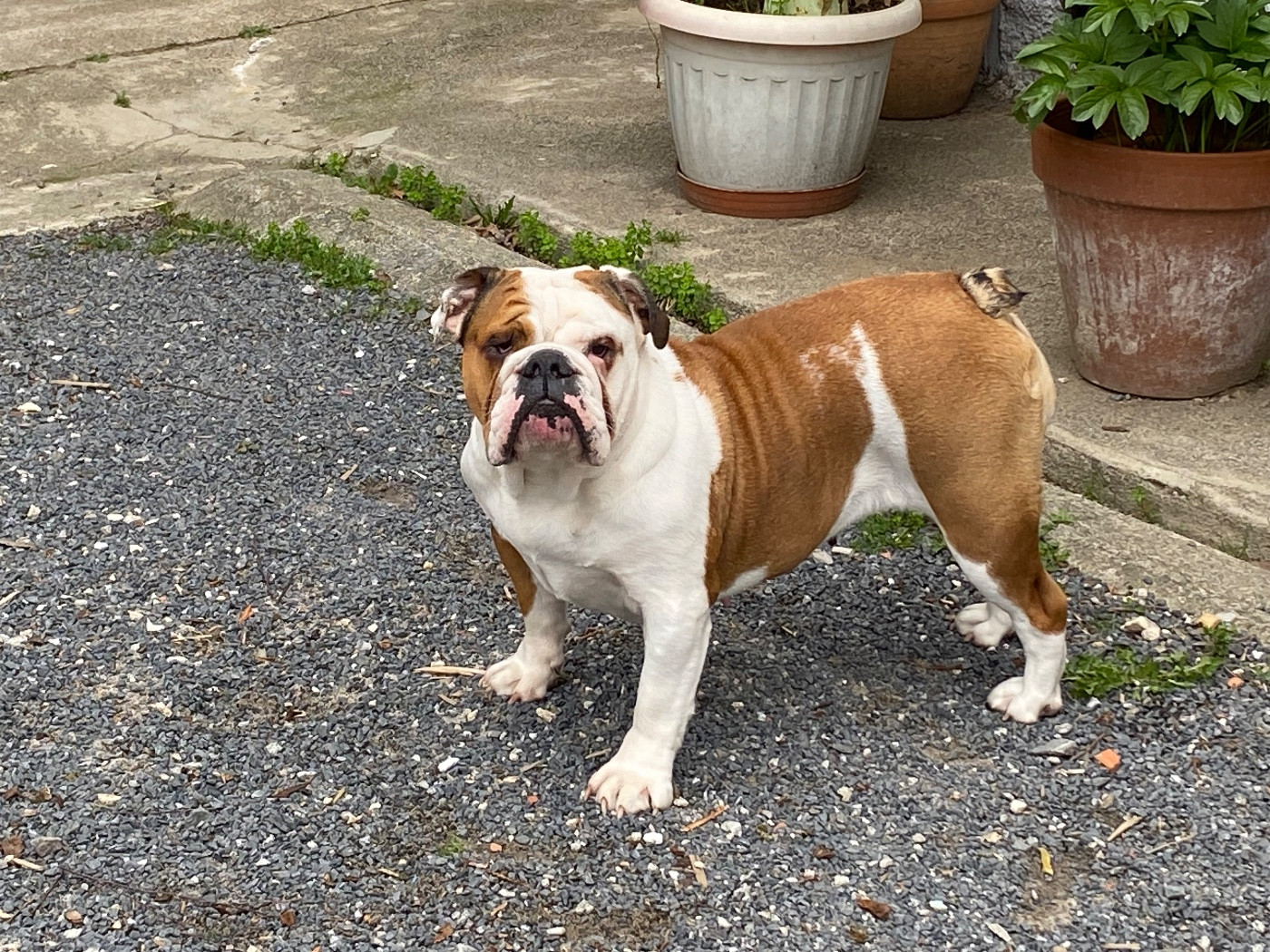 Saphyr de la pepite d'argent