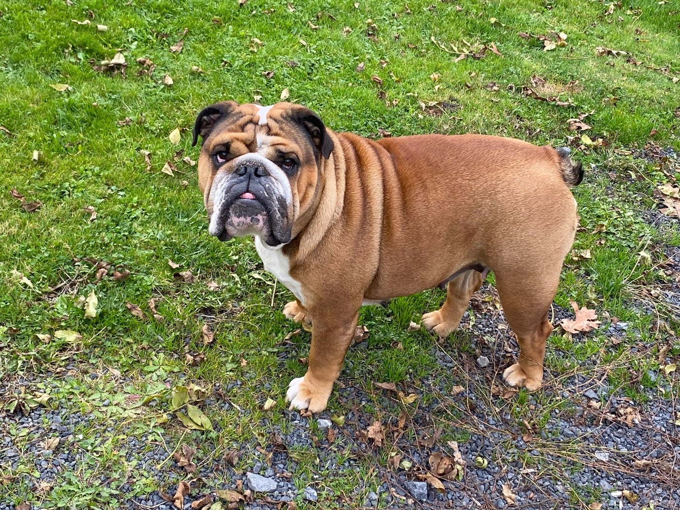 Ultra-chic De La Pépite D’Argent