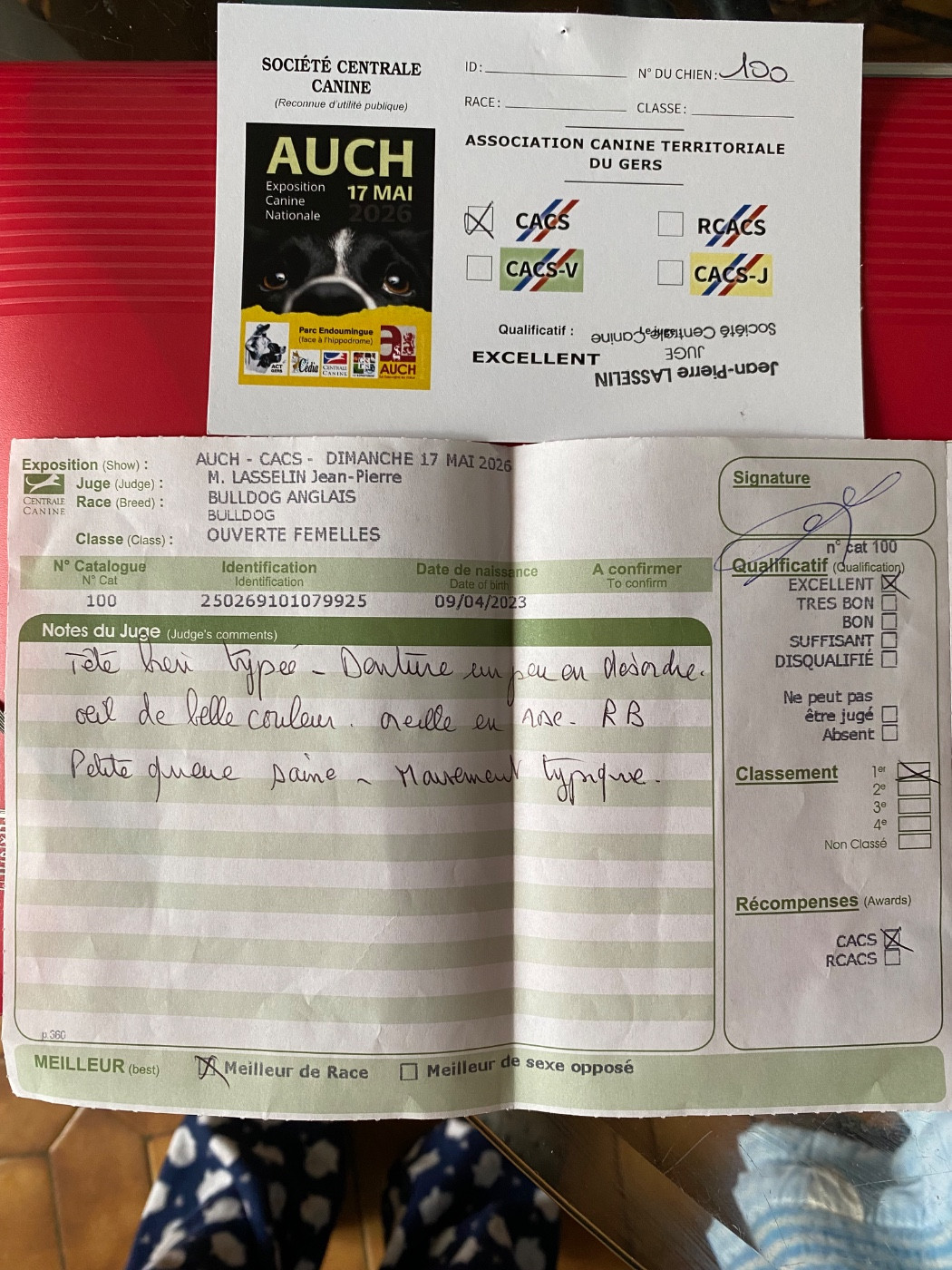 Ultra-chic De La Pépite D’Argent - 1 ère Excellente + CACS + Meilleur de Race