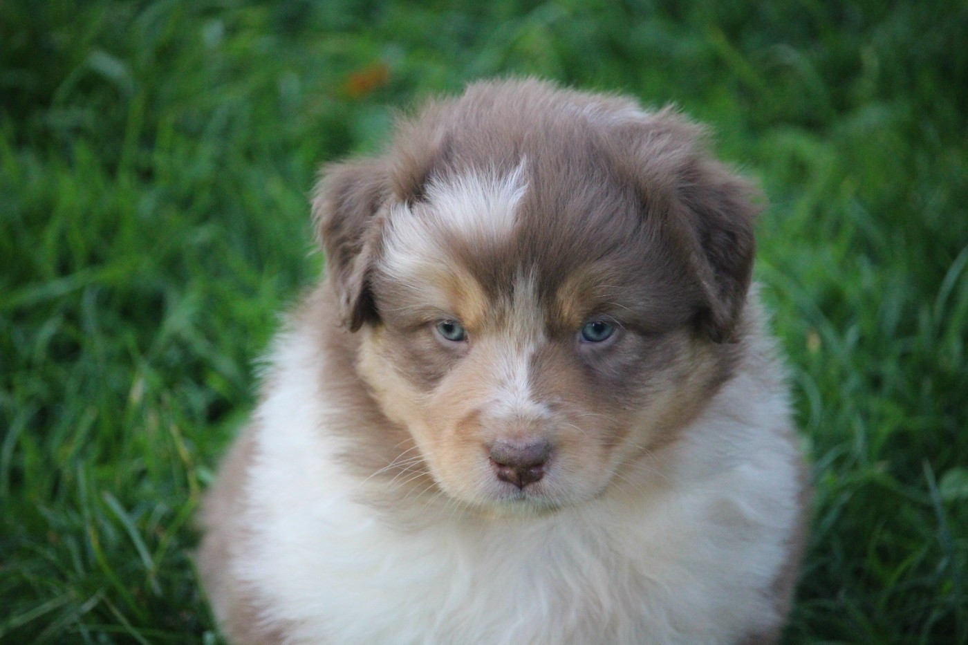 Berger Australien - De Trotapel