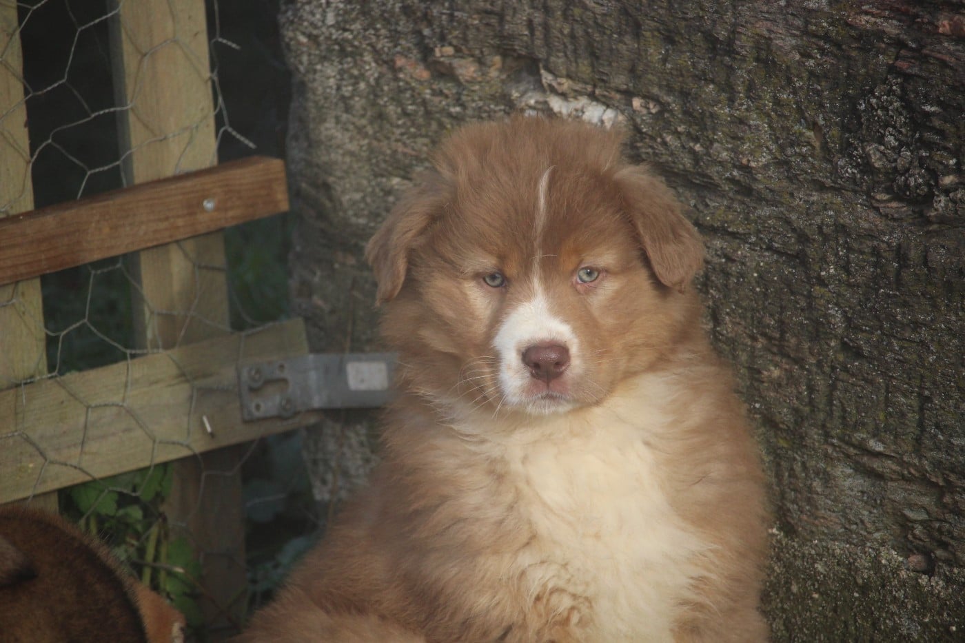 Berger Australien - De Trotapel