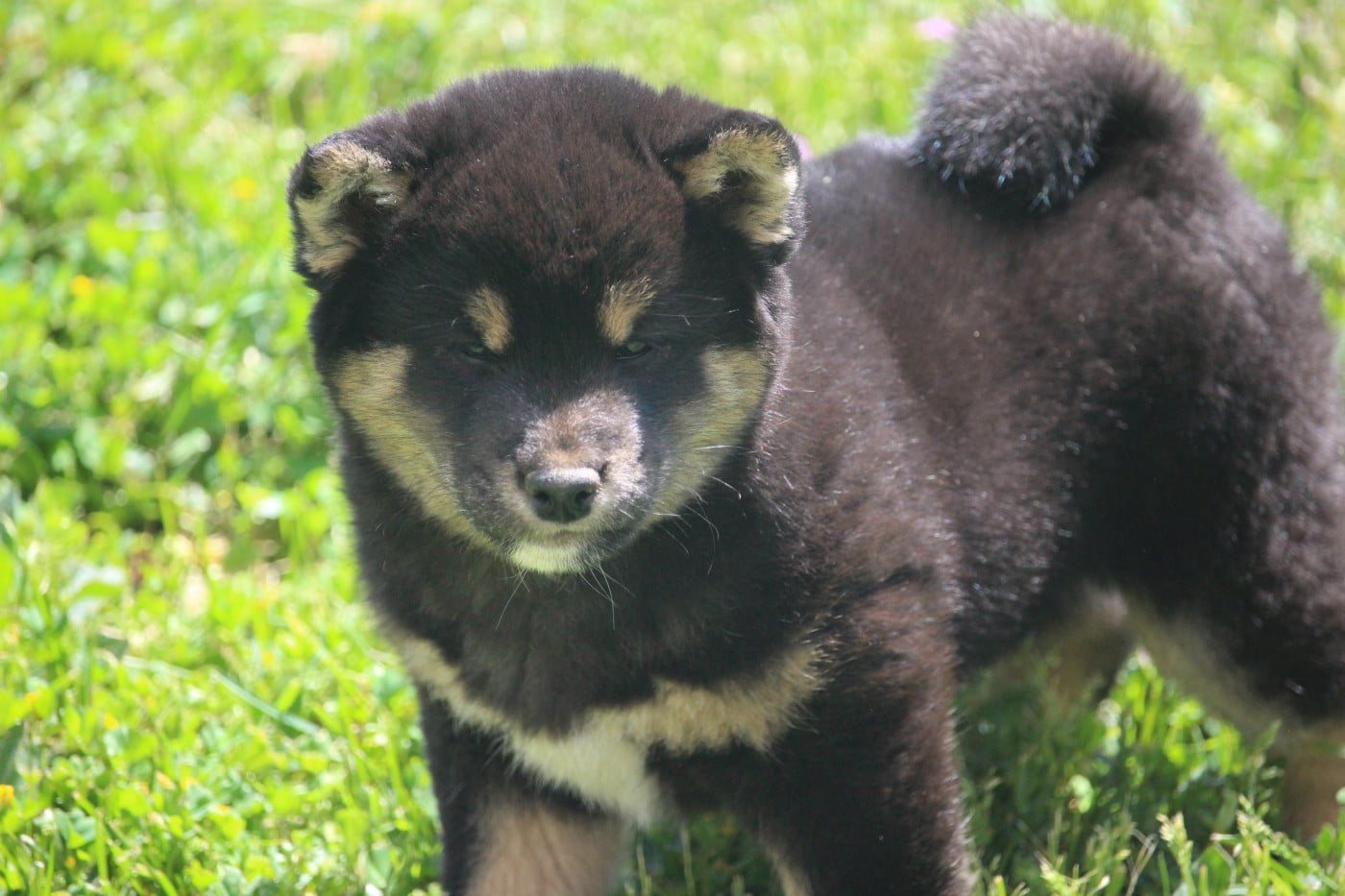 Shiba - De Trotapel