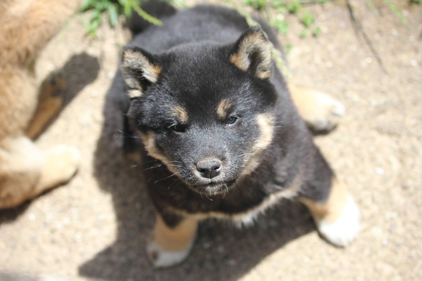 Boy