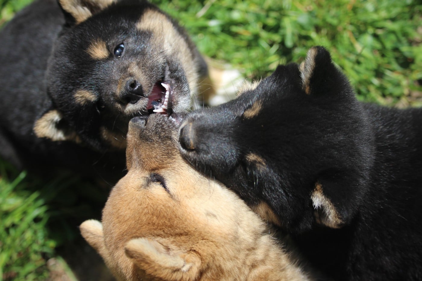 Shiba - De Trotapel
