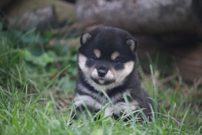 Les chiots de Shiba