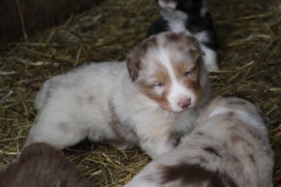 Les chiots de Berger Australien