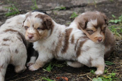 Les chiots de Berger Australien