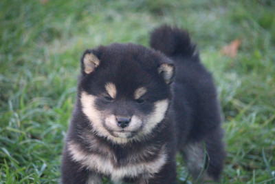 Les chiots de Shiba