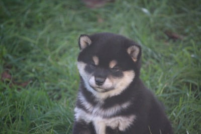 Les chiots de Shiba