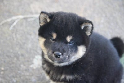 Les chiots de Shiba
