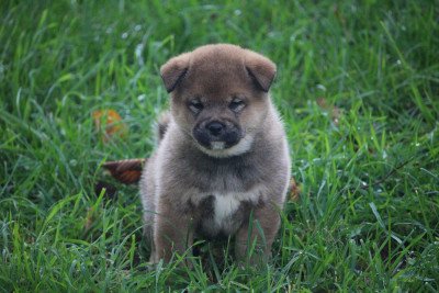 Les chiots de Shiba