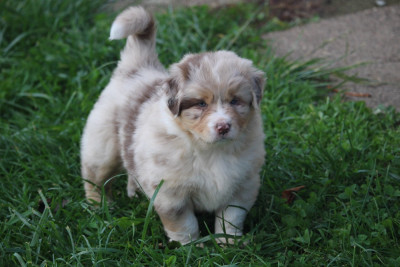Les chiots de Berger Australien