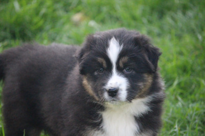 Les chiots de Berger Australien