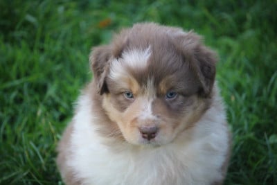 Les chiots de Berger Australien